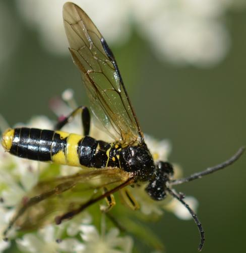 Tenthredo temula